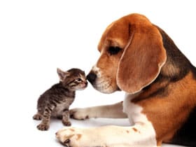 A puppy and kitten touching noses