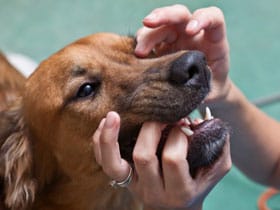 A dog's teeth being checked