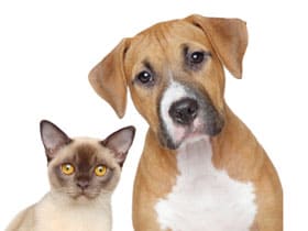 A dog and cat