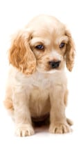 A cute puppy