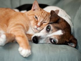 A dog and cat cuddling