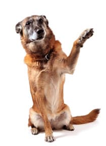 A dog with its paw up for a shake