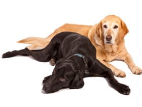 A pair of labrador retrievers
